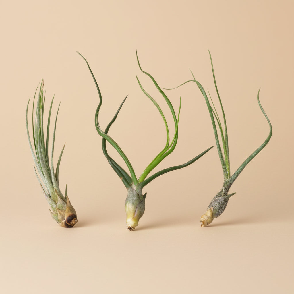 3 Large Tillandsia Air Plant Variety Pack