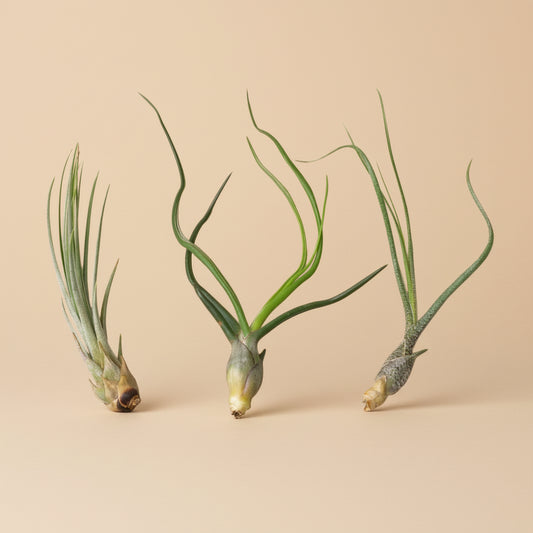 3 Large Tillandsia Air Plant Variety Pack