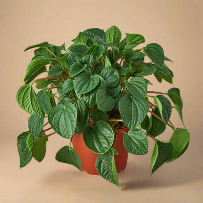 Peperomia 'Rana Verde'