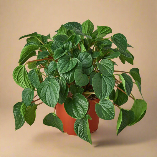 Peperomia 'Rana Verde'
