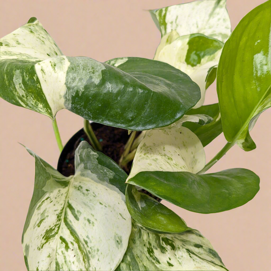Pothos Manjula
