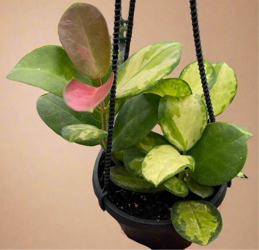 Hoya 'Lisa'