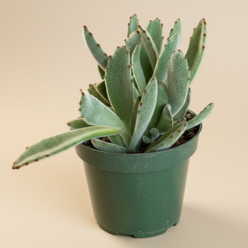 Kalanchoe Tomentosa - Panda Plant 4.5” pot