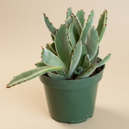 Kalanchoe Tomentosa - Panda Plant 4.5” pot