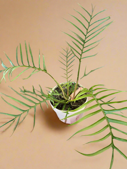 Philodendron 'Tortum'