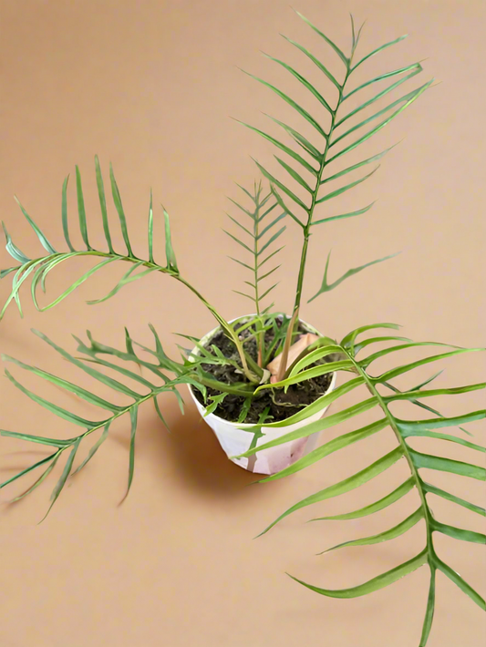 Philodendron 'Tortum'