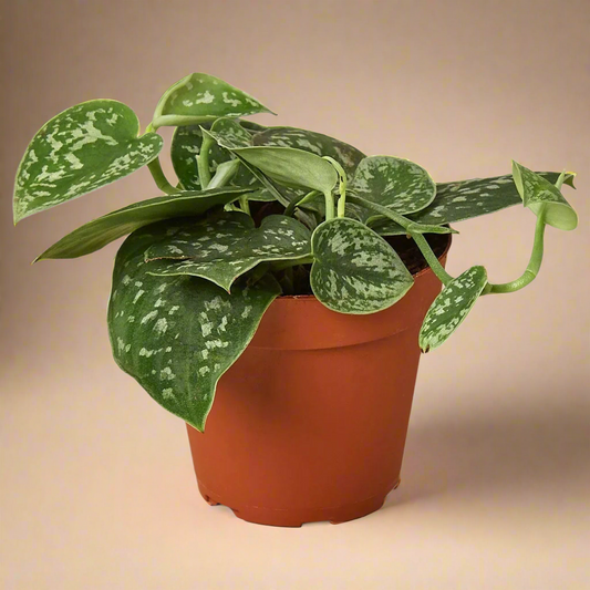 Scindapsus pictus 'Argyraeus'