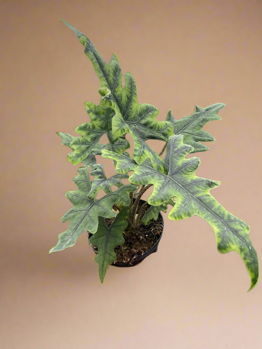 Alocasia 'Jacklyn'