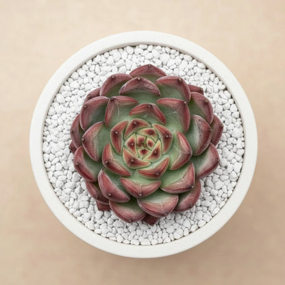 Echeveria Agavoides ‘Fire Pillar’