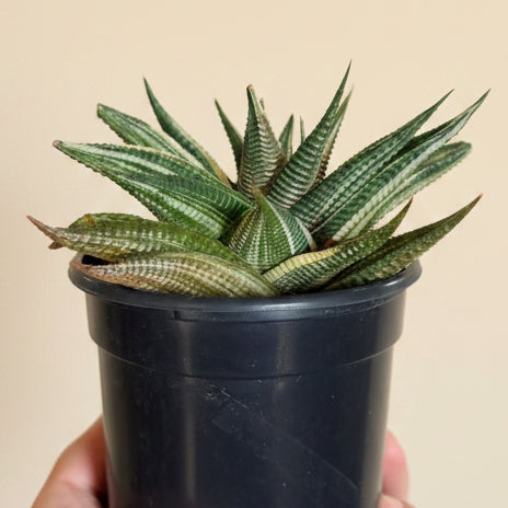 Haworthiopsis Limifolia Variegated 4 inch Grower Pot
