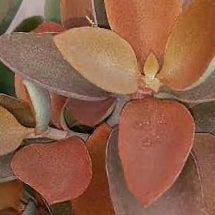 Kalanchoe Orgyalis - Copper Spoons