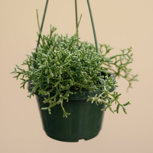 Rhipsalis Cereuscula - Coral Cactus