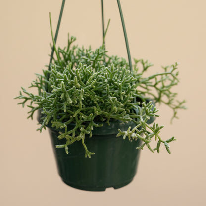 Rhipsalis Cereuscula - Coral Cactus