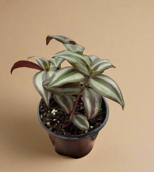 Tradescantia Zebrina 'Wandering Dude'