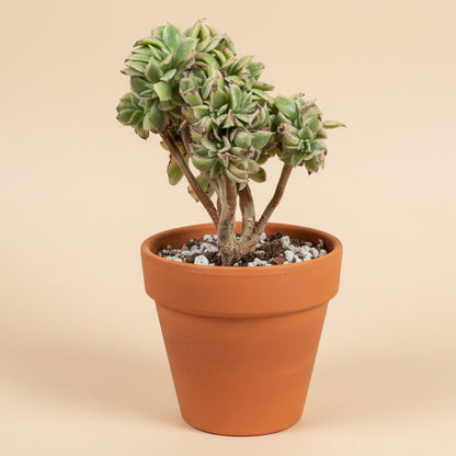 Crested Aeonium ‘Sunburst’ Bonsai Succulent Tree 4” pot