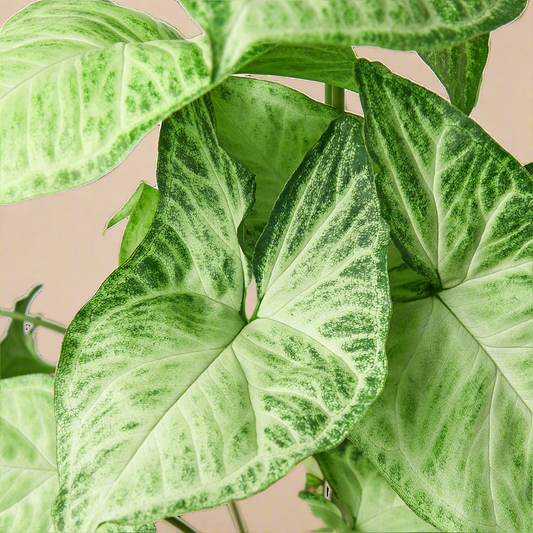 Syngonium White Butterfly