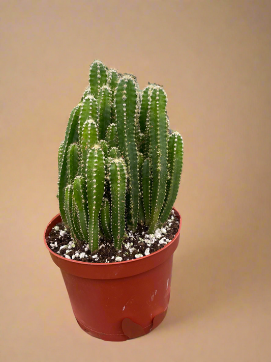 Fairy Castle Cactus
