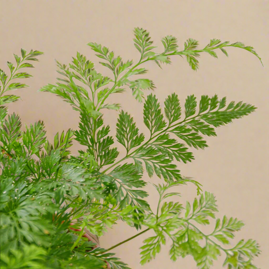 Rabbit's Foot Fern