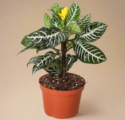 Zebra Plant (Aphelandra squarrosa)
