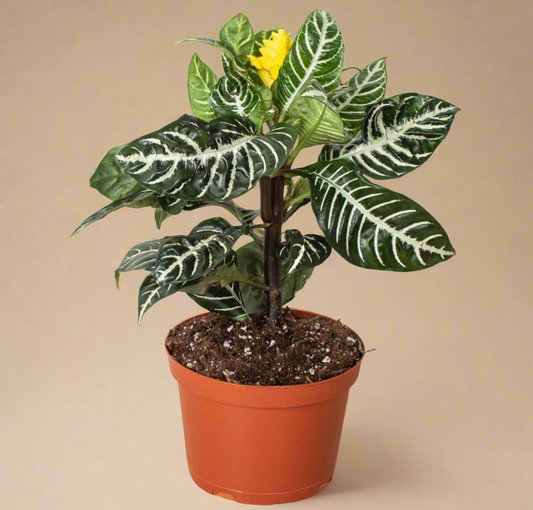 Zebra Plant (Aphelandra squarrosa)