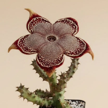 Edithcolea grandis- Persian Carpet Flower