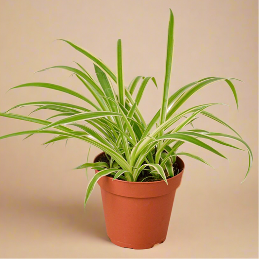 Spider Plant Reverse