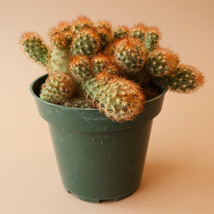 Mammillaria Elongata 'Copper King' -4.5” pot