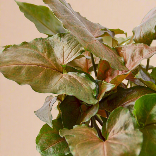 Syngonium Merry