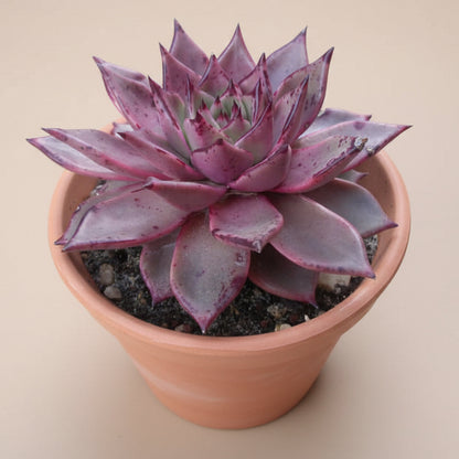 Echeveria Agavoides ‘Romeo’