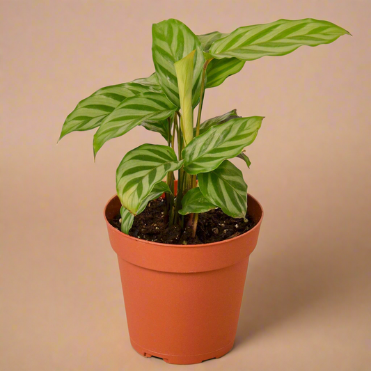 Calathea Concinna 'Freddie'