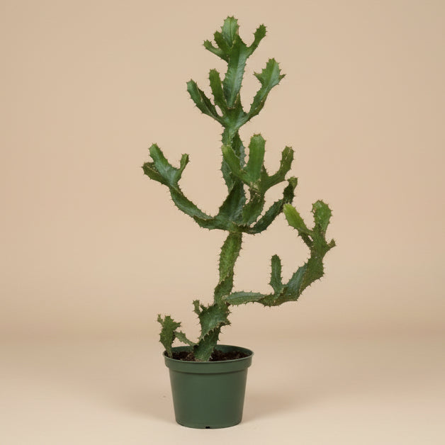 Euphorbia Tortilis 6” Pot