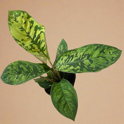 4” Homalomena ‘Camouflage Wassilii’
