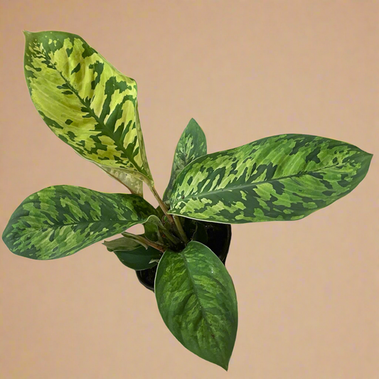 4” Homalomena ‘Camouflage Wassilii’