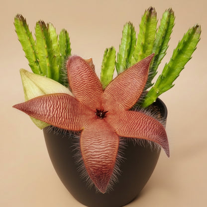 Stapelia Grandiflora – 6” Pot