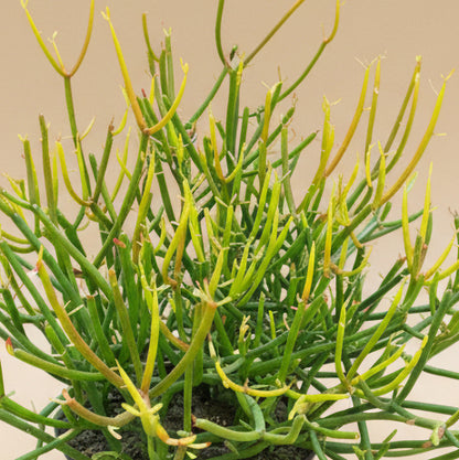 Fire Sticks Cactus - Euphorbia Tirucalli 8” pot