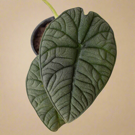 Alocasia 'Melo'