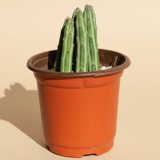Senecio Stapeliiformis - Pickle Plant 4” pot