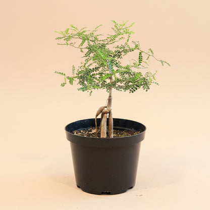 Operculicarya Decaryi - Elephant Tree