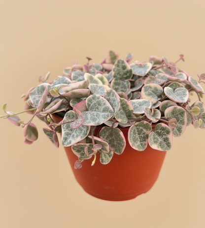 String of Hearts Variegated