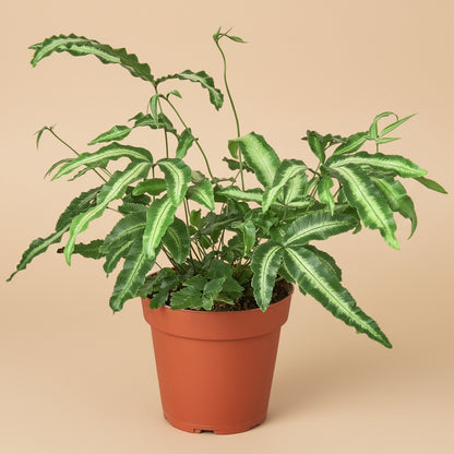 Pteris Cretica 'Albo Fern'