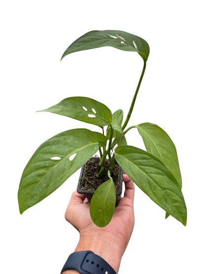 Monstera Adansonii 'Swiss Cheese'