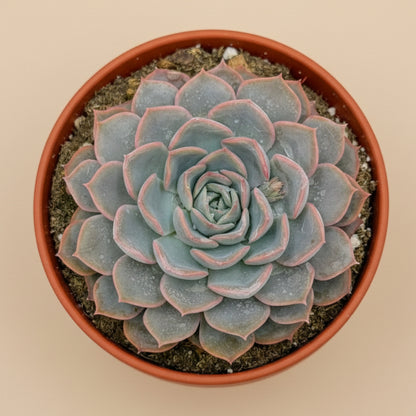 Echeveria Orion | 6 inch