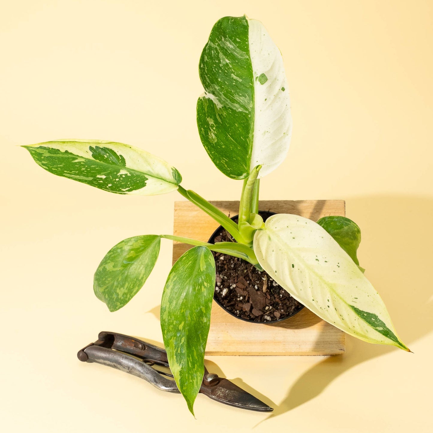 4" Philodendron 'Jose Buono Fiesta'