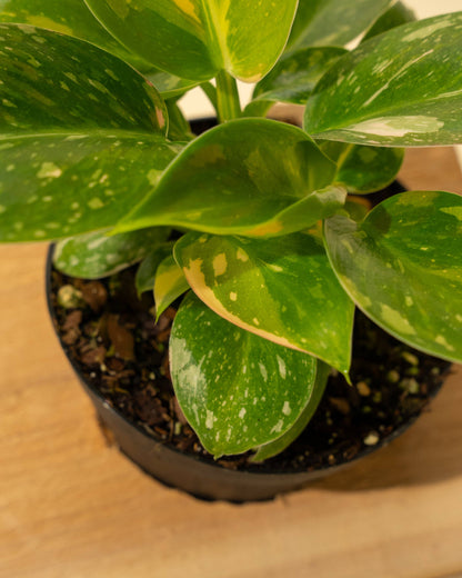 4" Variegated Philodendron Green Congo 'Copper Flame'