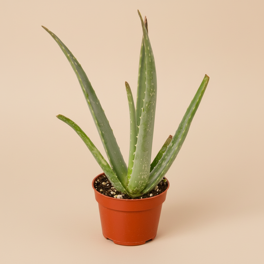 Aloe Vera