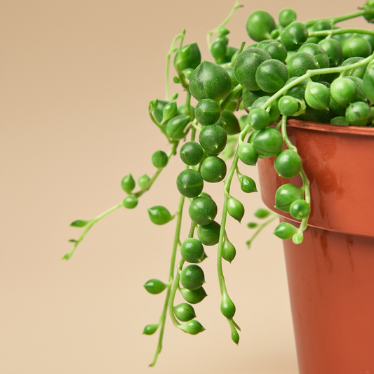 Succulent 'String of Pearls'