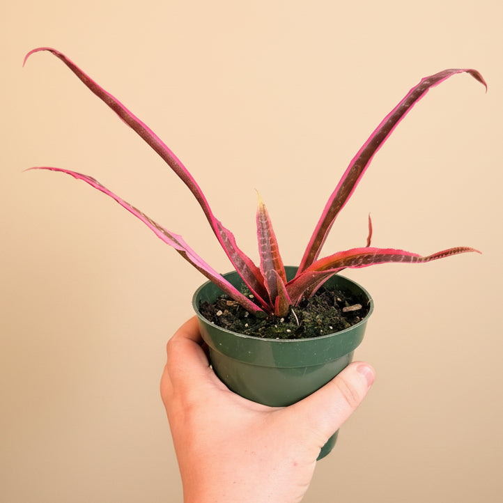Cryptanthus Fosterianus 'Elaine -4.5” pot