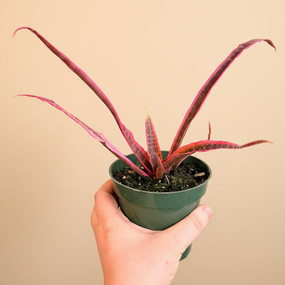 Cryptanthus Fosterianus 'Elaine -4.5” pot