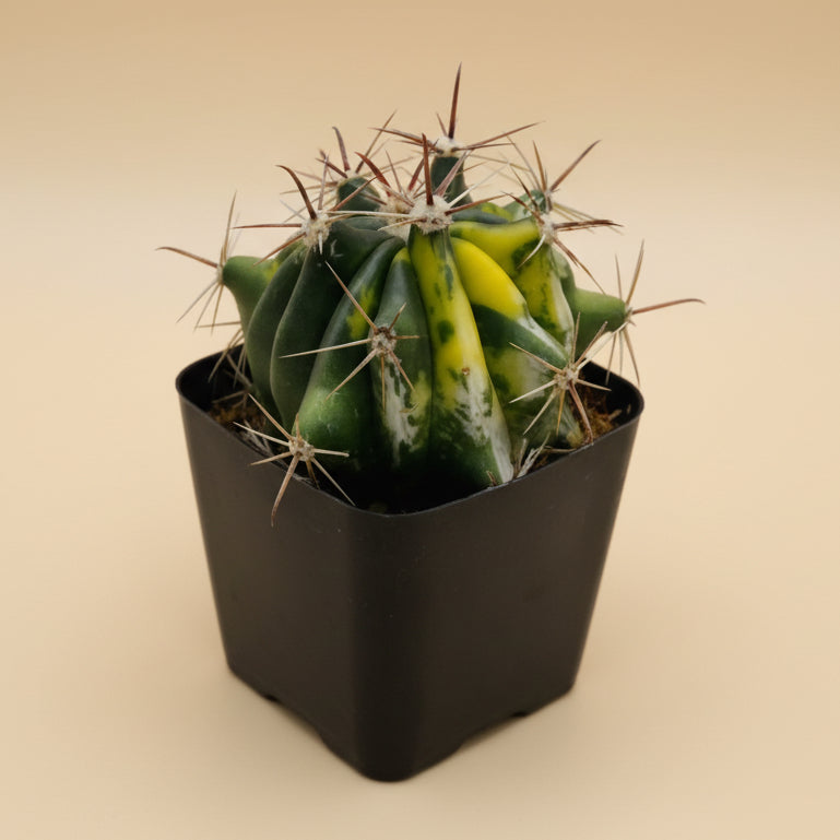Variegated Fire Barrel Cactus- Ferocactus Gracilis 2.5”