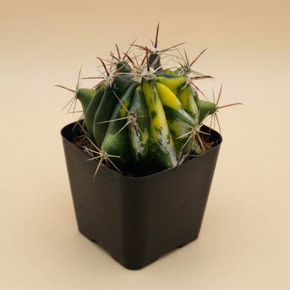 Variegated Fire Barrel Cactus- Ferocactus Gracilis 2.5”